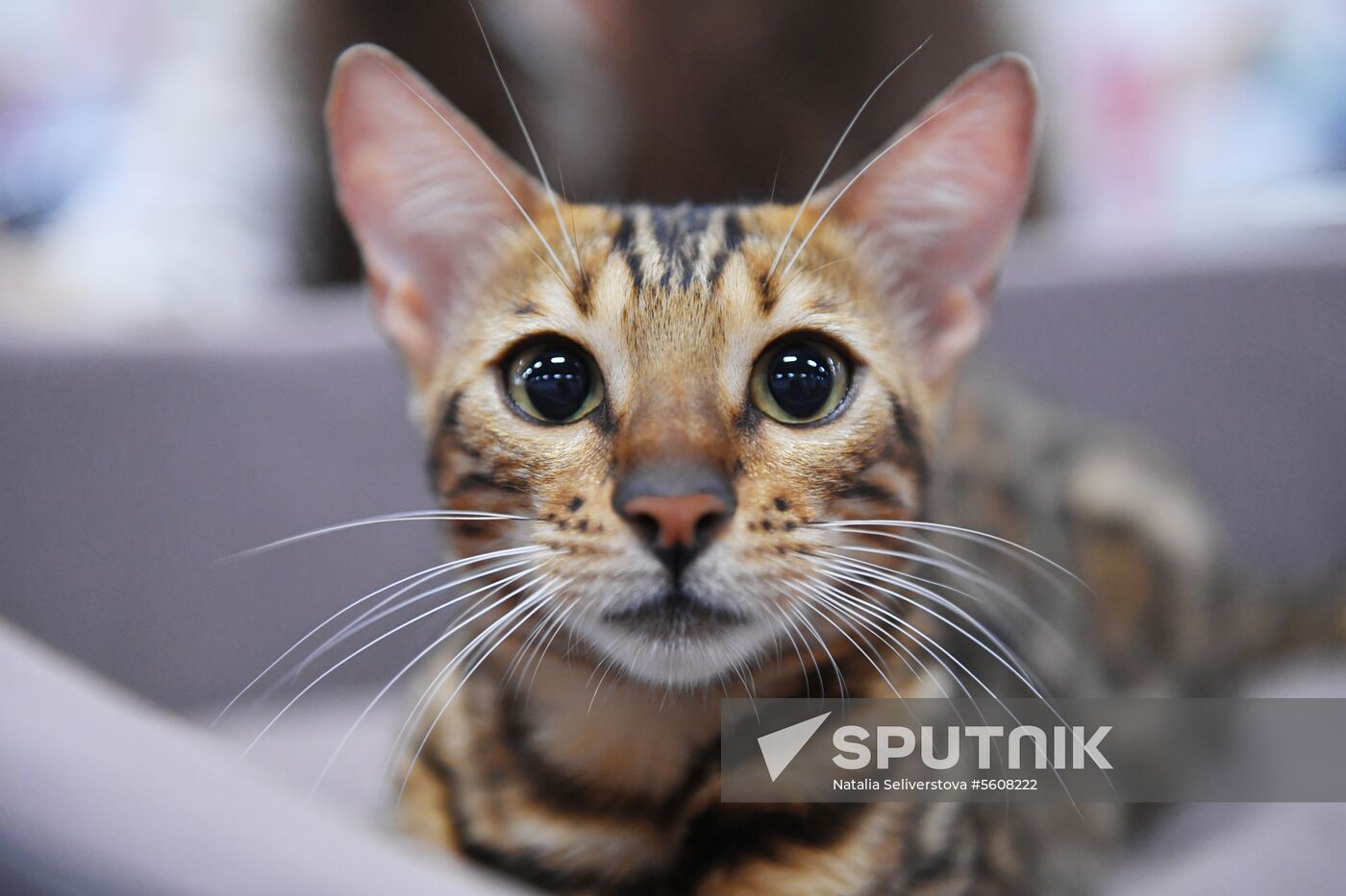 Pearl Cat Show international exhibition