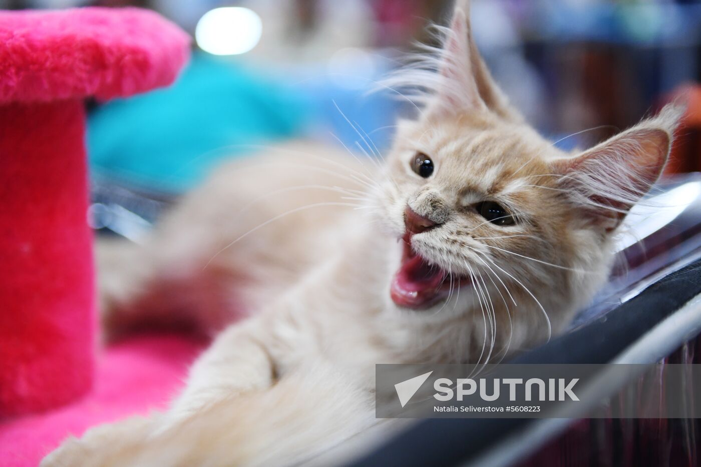 Pearl Cat Show international exhibition