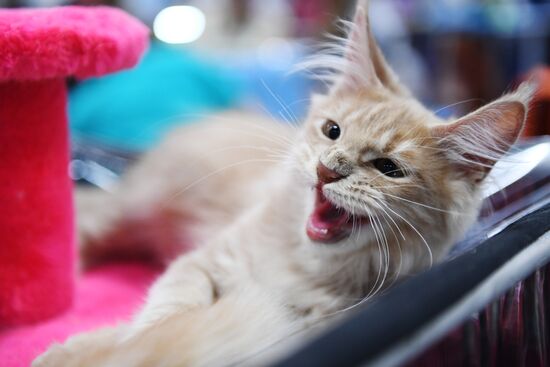Pearl Cat Show international exhibition