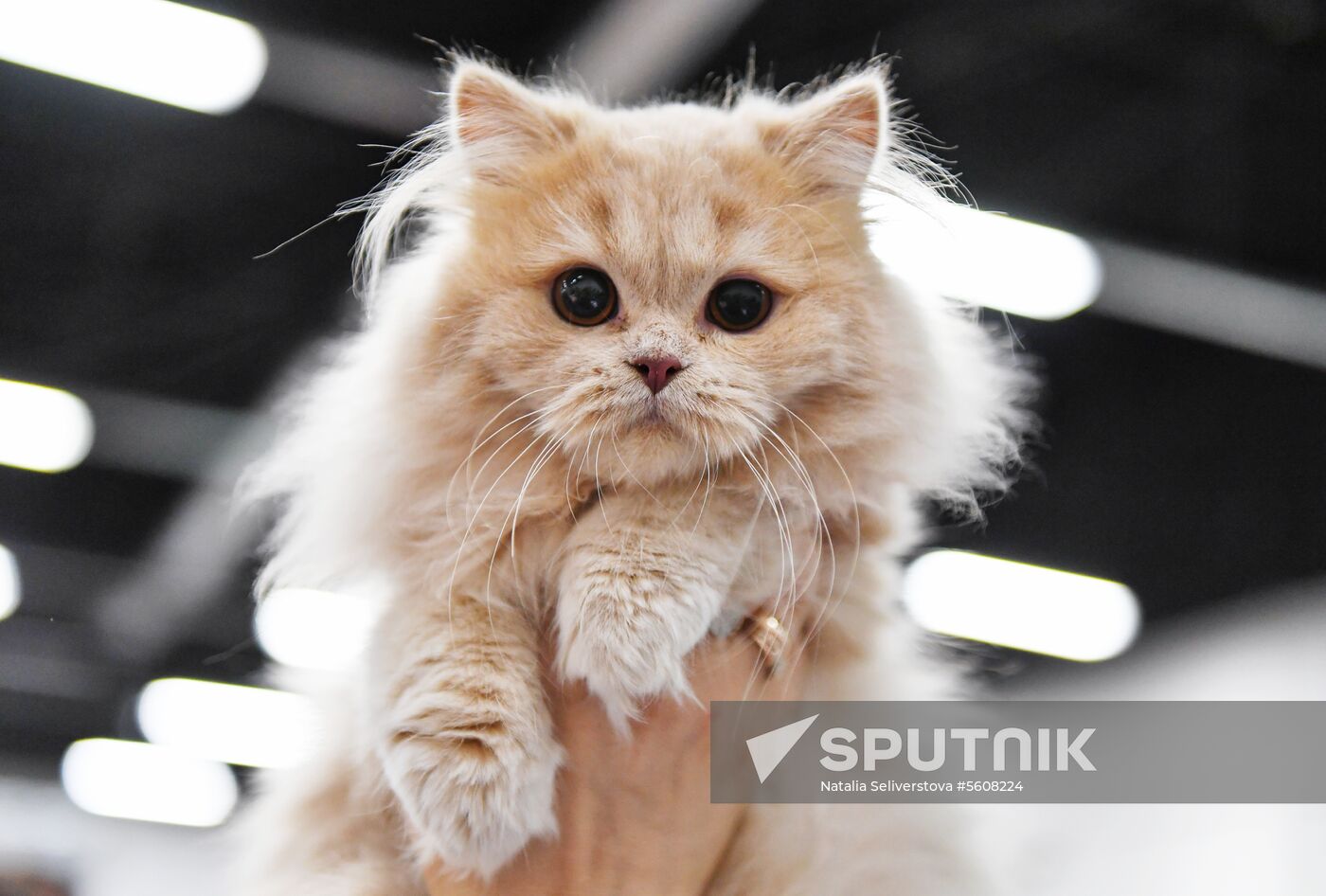 Pearl Cat Show international exhibition