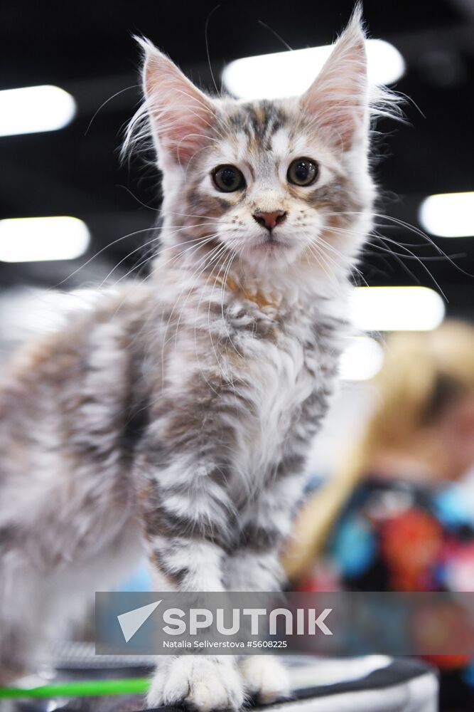 Pearl Cat Show international exhibition
