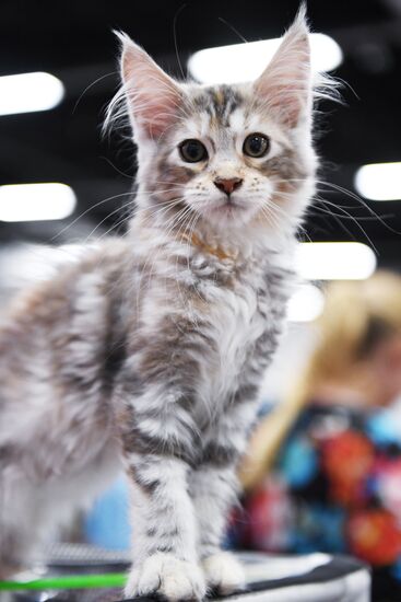 Pearl Cat Show international exhibition