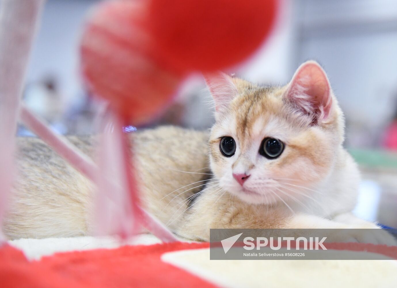 Pearl Cat Show international exhibition