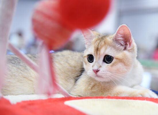 Pearl Cat Show international exhibition