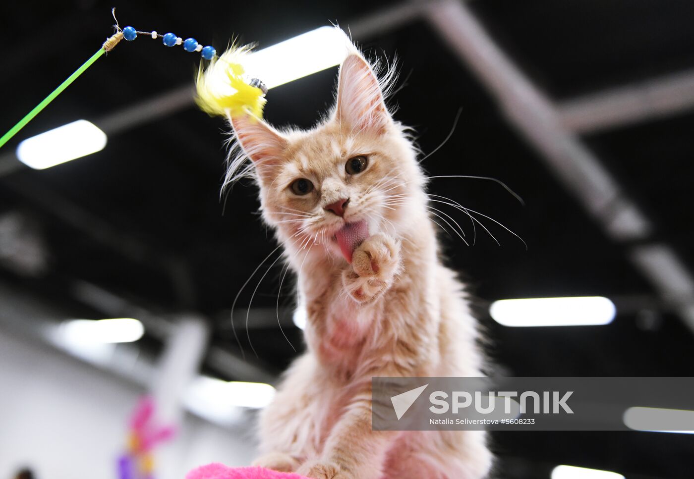Pearl Cat Show international exhibition