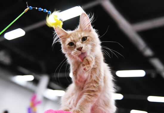 Pearl Cat Show international exhibition