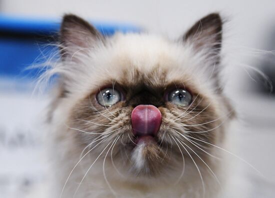 Pearl Cat Show international exhibition