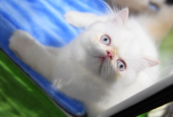 Pearl Cat Show international exhibition