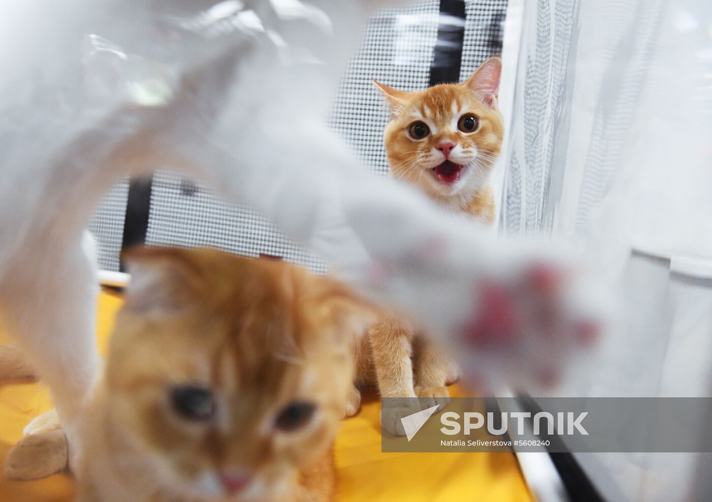 Pearl Cat Show international exhibition