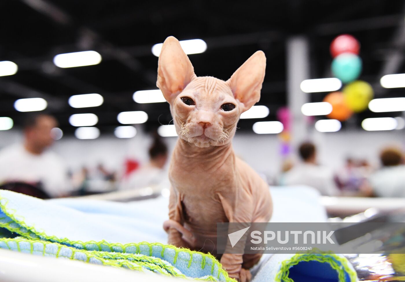 Pearl Cat Show international exhibition