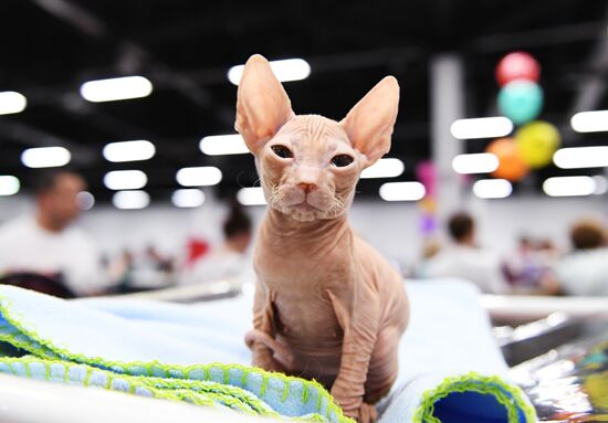 Pearl Cat Show international exhibition
