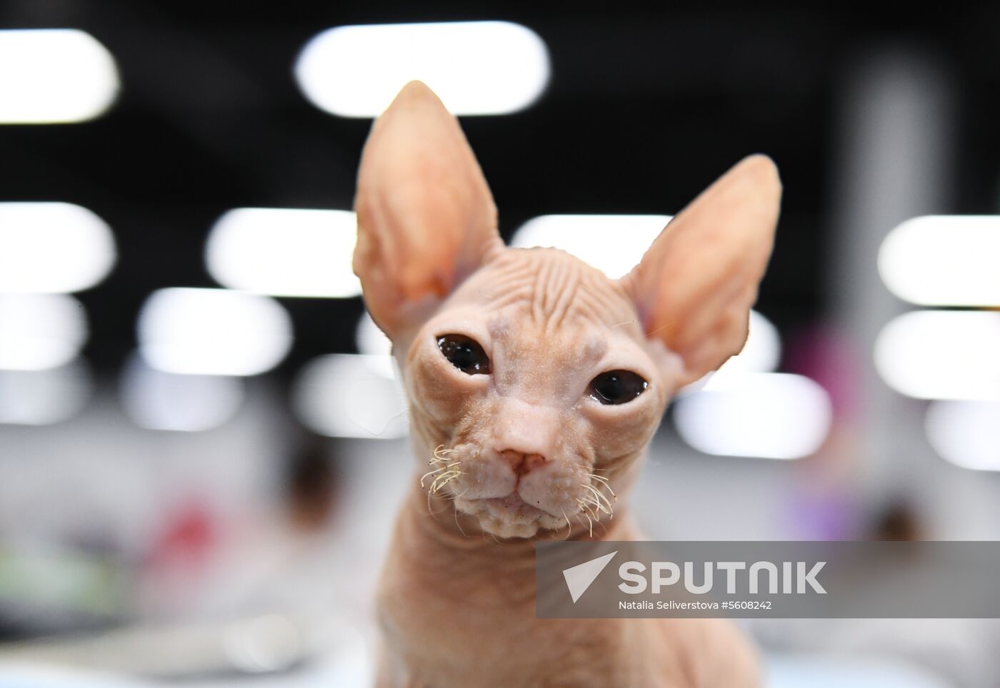 Pearl Cat Show international exhibition