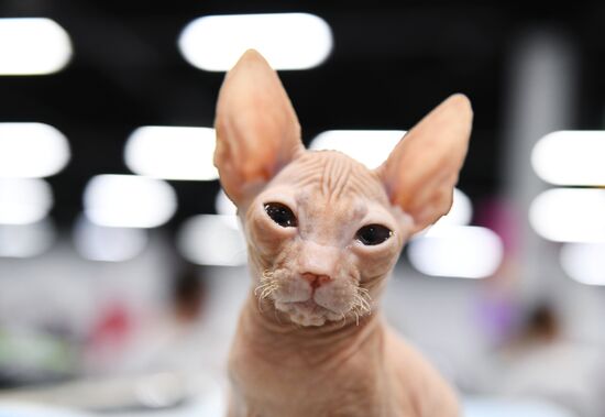 Pearl Cat Show international exhibition
