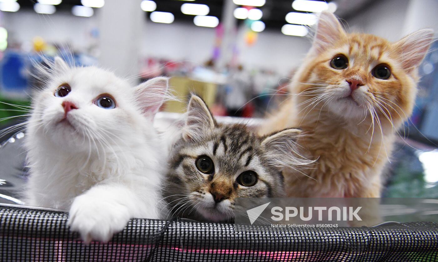 Pearl Cat Show international exhibition