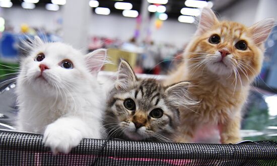 Pearl Cat Show international exhibition