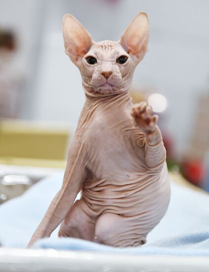 Pearl Cat Show international exhibition