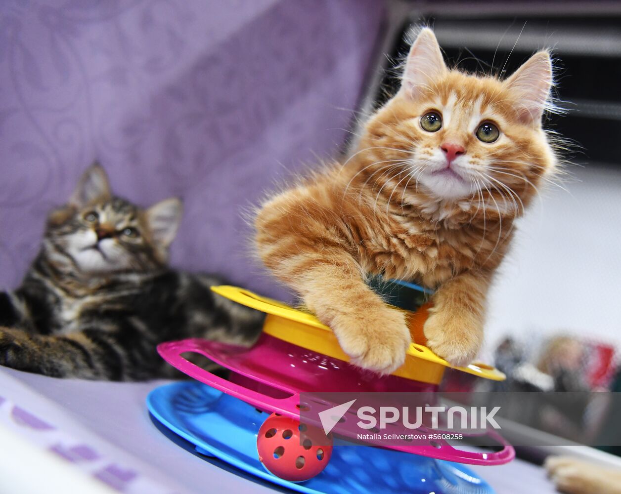 Pearl Cat Show international exhibition