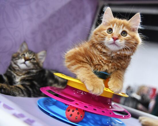 Pearl Cat Show international exhibition