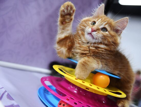 Pearl Cat Show international exhibition