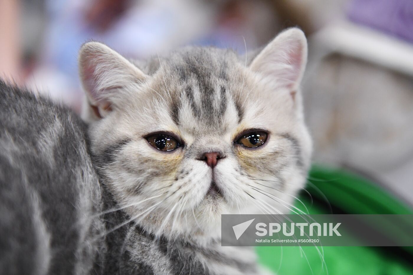 Pearl Cat Show international exhibition