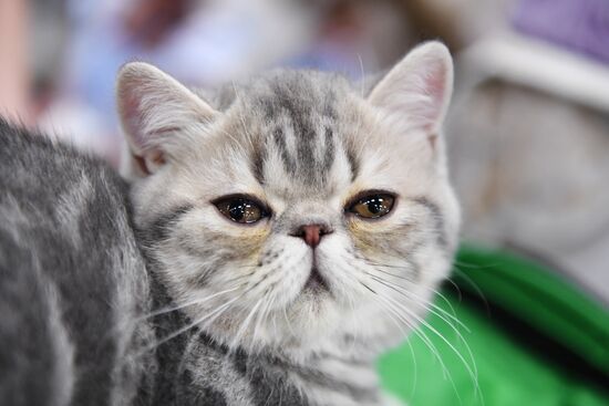 Pearl Cat Show international exhibition