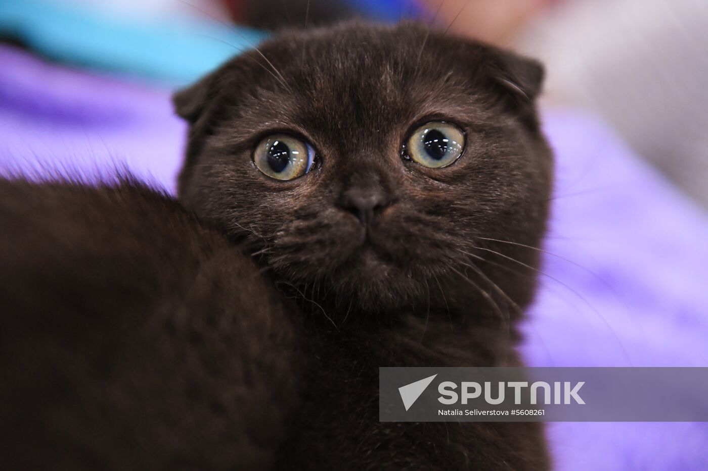 Pearl Cat Show international exhibition