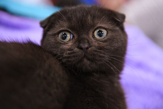 Pearl Cat Show international exhibition