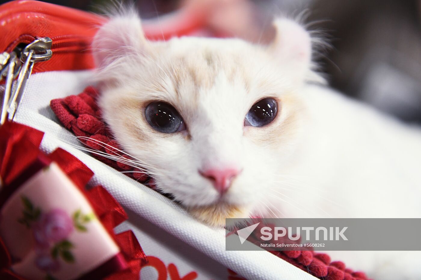 Pearl Cat Show international exhibition