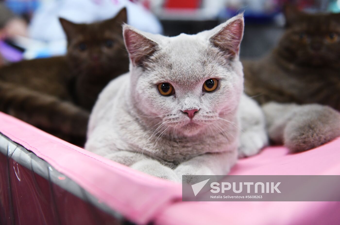 Pearl Cat Show international exhibition