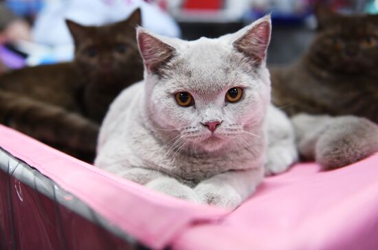 Pearl Cat Show international exhibition