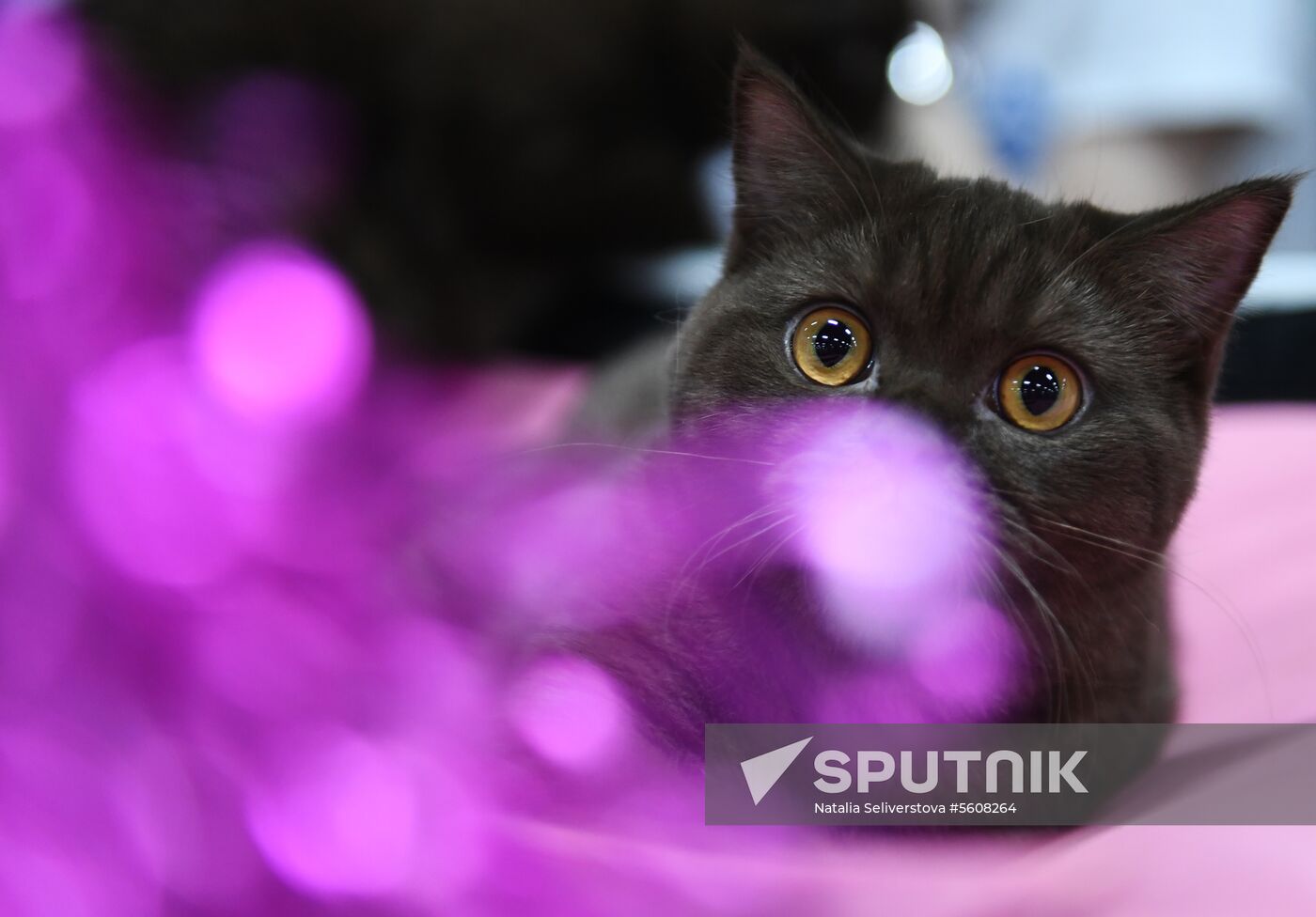 Pearl Cat Show international exhibition