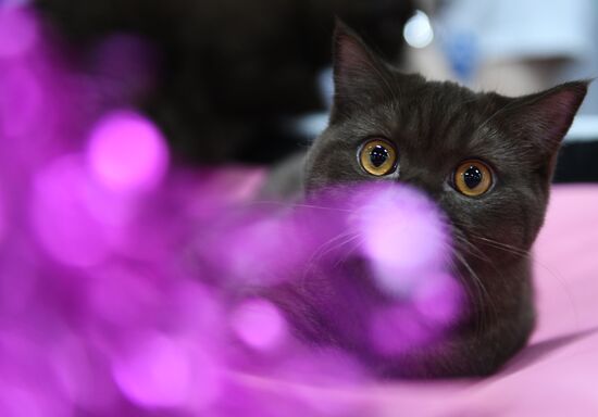 Pearl Cat Show international exhibition