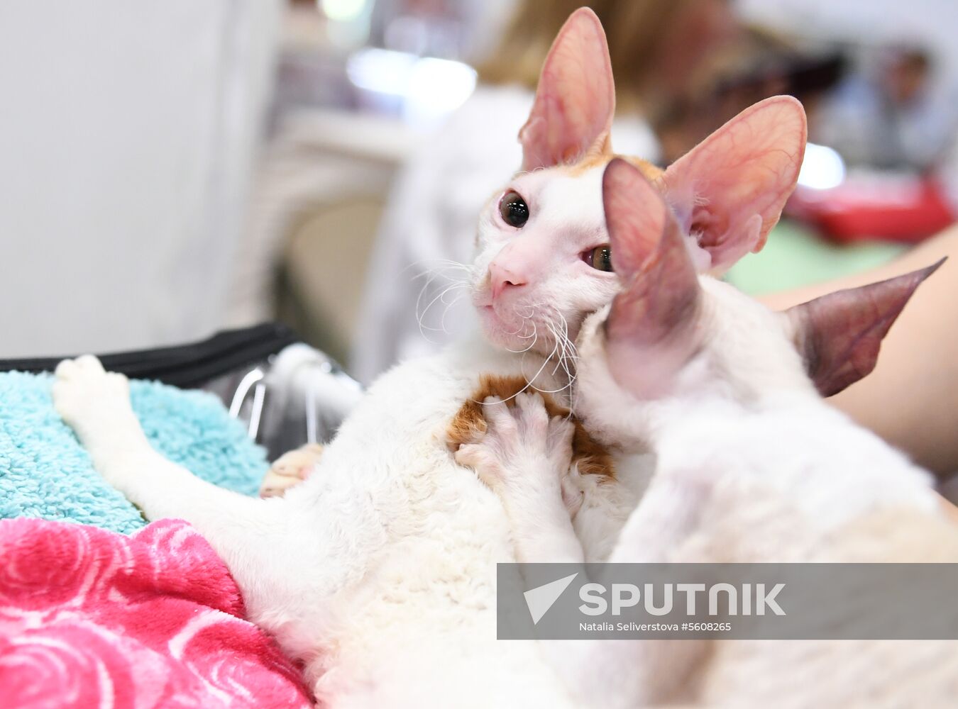 Pearl Cat Show international exhibition