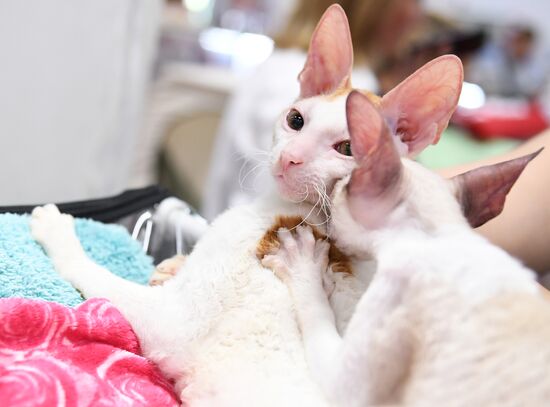 Pearl Cat Show international exhibition