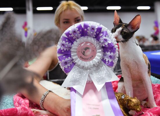 Pearl Cat Show international exhibition