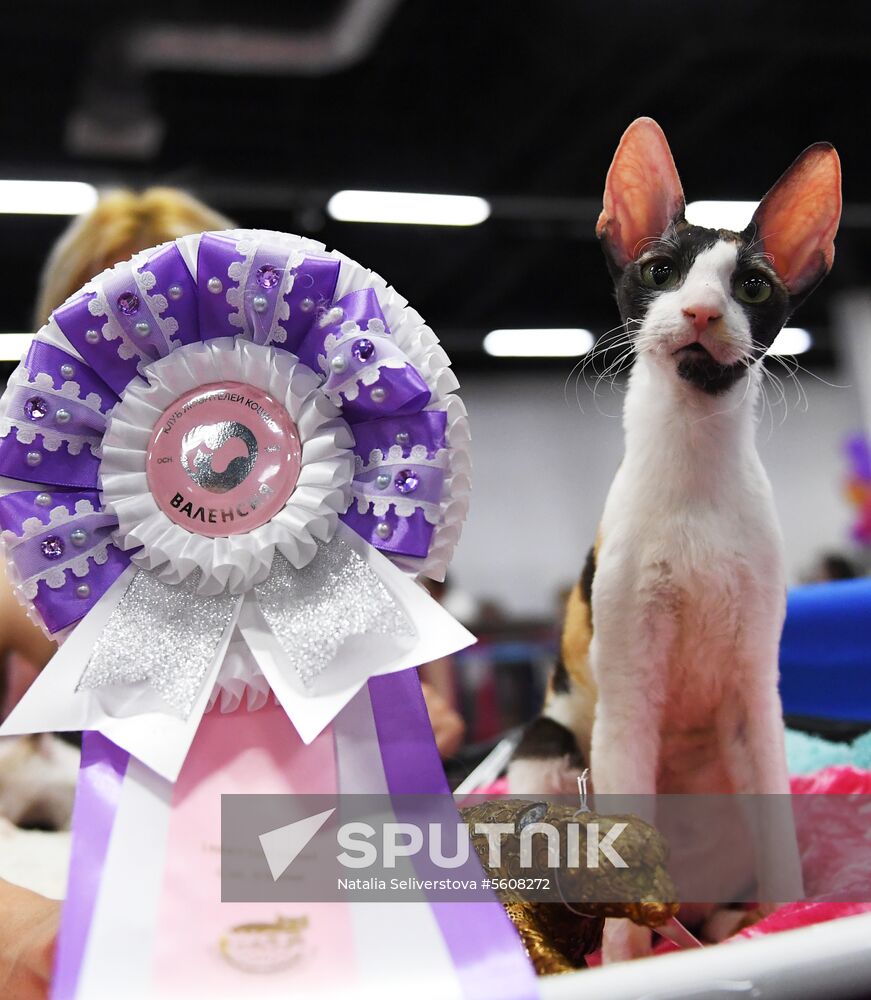 Pearl Cat Show international exhibition