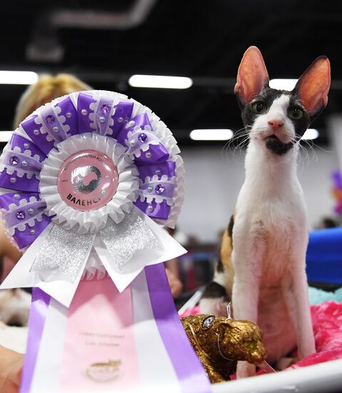 Pearl Cat Show international exhibition
