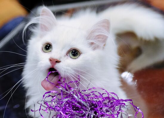 Pearl Cat Show international exhibition