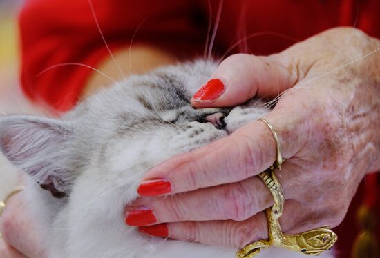 Pearl Cat Show international exhibition