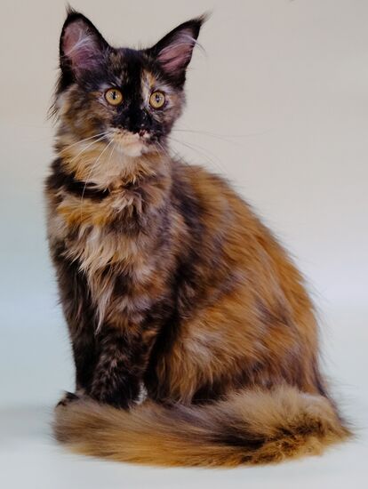 Pearl Cat Show international exhibition