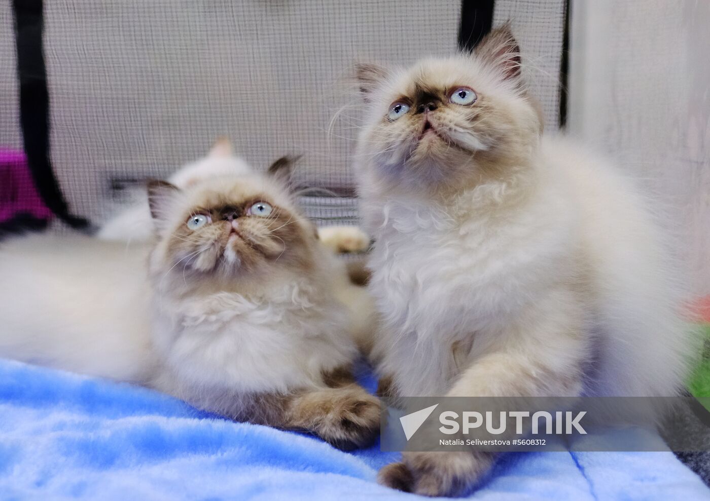 Pearl Cat Show international exhibition