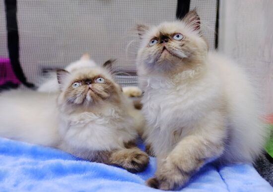 Pearl Cat Show international exhibition