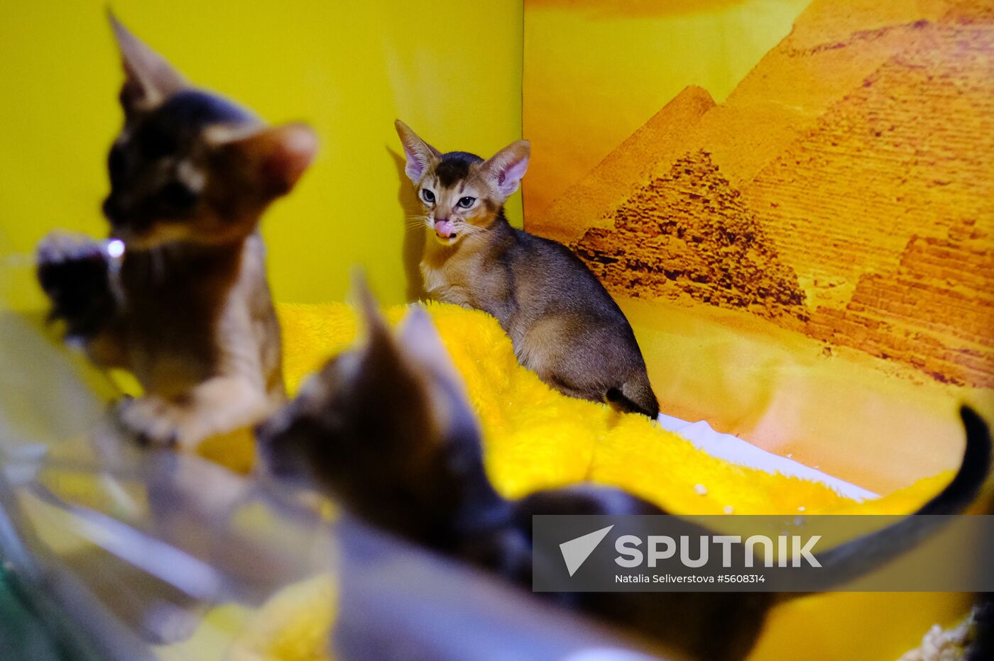Pearl Cat Show international exhibition