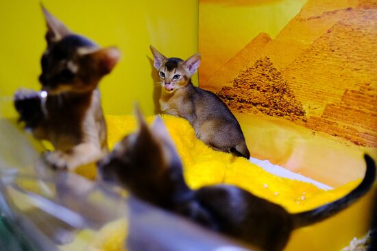 Pearl Cat Show international exhibition