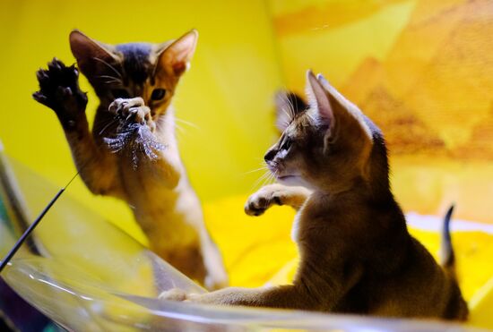 Pearl Cat Show international exhibition