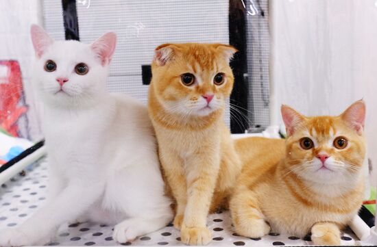 Pearl Cat Show international exhibition