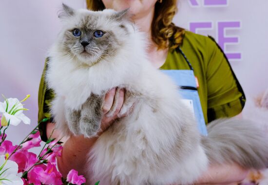 Pearl Cat Show international exhibition
