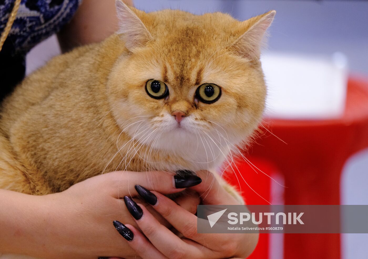 Pearl Cat Show international exhibition