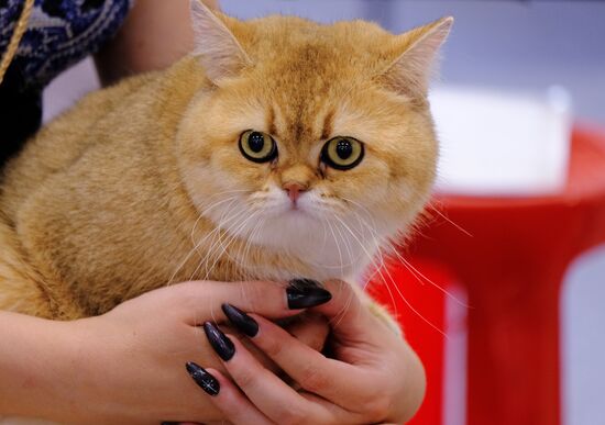Pearl Cat Show international exhibition