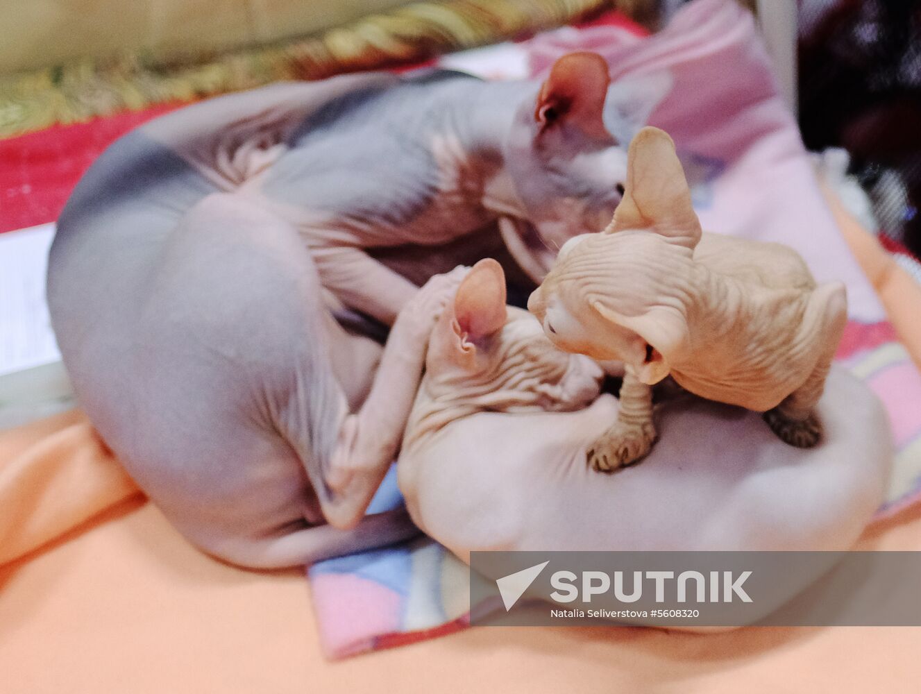 Pearl Cat Show international exhibition